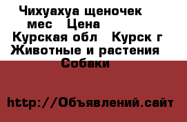  Чихуахуа щеночек 1,5 мес › Цена ­ 10 000 - Курская обл., Курск г. Животные и растения » Собаки   